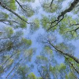 20140420_birches